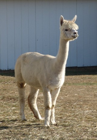 Alpaca For Sale - RF Lady Xuxa at Alpacas of Royalwood Farm